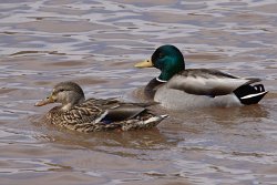 14 22-Mar-13 12-28-09 D70 004